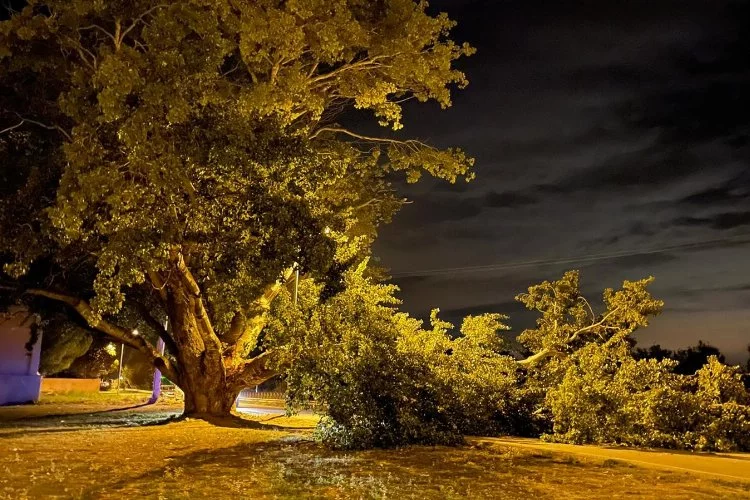 Bursa'da kavak ağacı yıkıldı