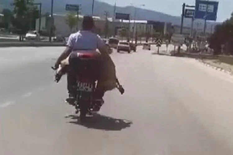 Bursa’da motosikletle koyun taşıdı