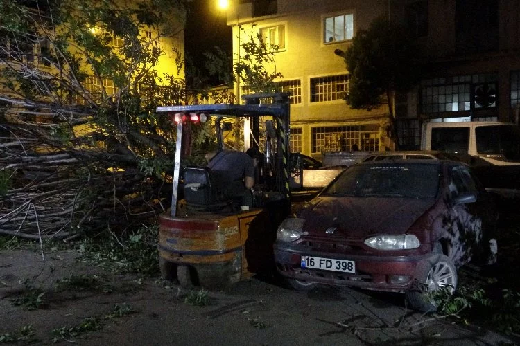 Bursa'da otomobillerin üzerine ağaç devrildi
