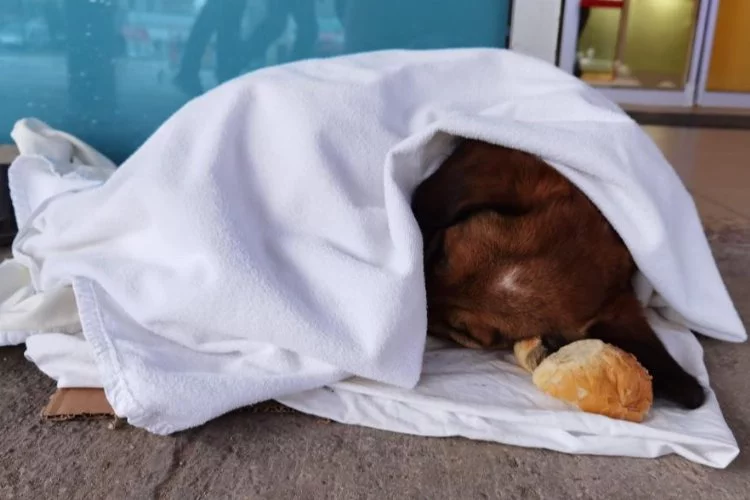 Bursa'da soğuktan titreyen yavru köpeğe sağlıkçı şefkati