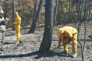 Bursa'da yanan 25 hektarlık ormandaki ağaçlar tek tek kontrol ediliyor