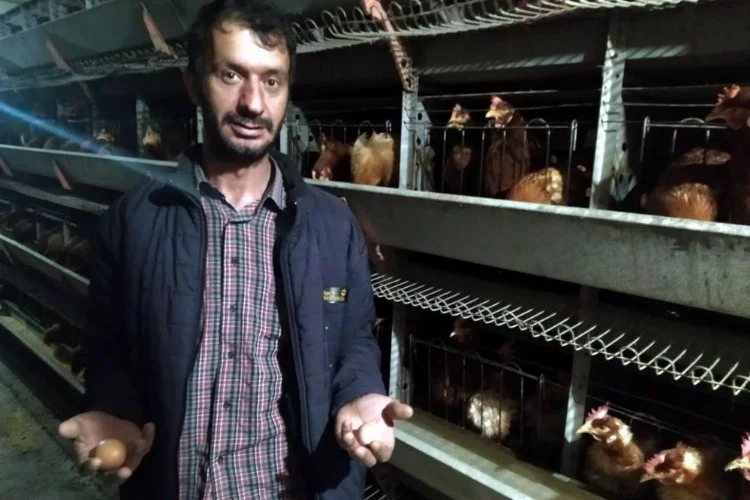 Bursa'da yumurta üreticilerden destek çağrısı