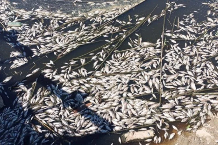 Büyük Menderes'te balık ölümleri
