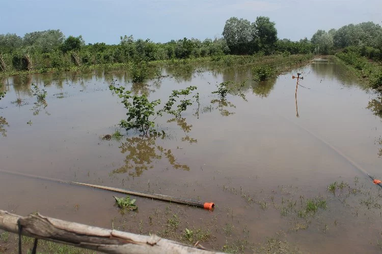 Çarşamba'da sel: Tarım arazileri sular altında