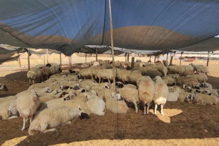 Çiftçiler 40 bin lira maaşa çoban bulunmuyor