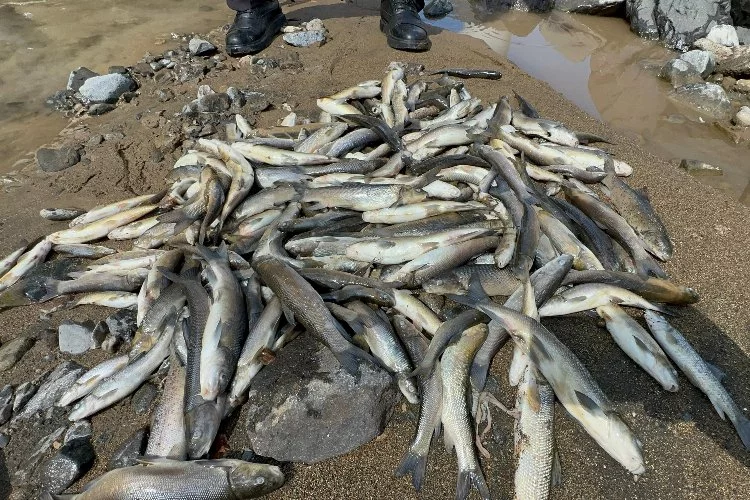 Çimento suya karıştı, binlerce balık öldü