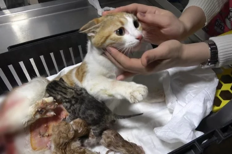 Depremden kurtulan kedi yavrularını dünyaya getirdi