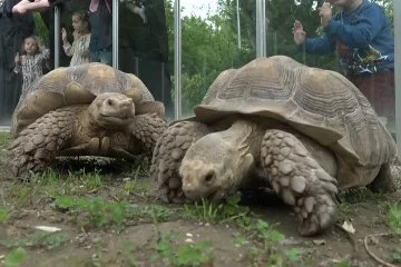 Dünya Kaplumbağa Günü'nde ziyafet