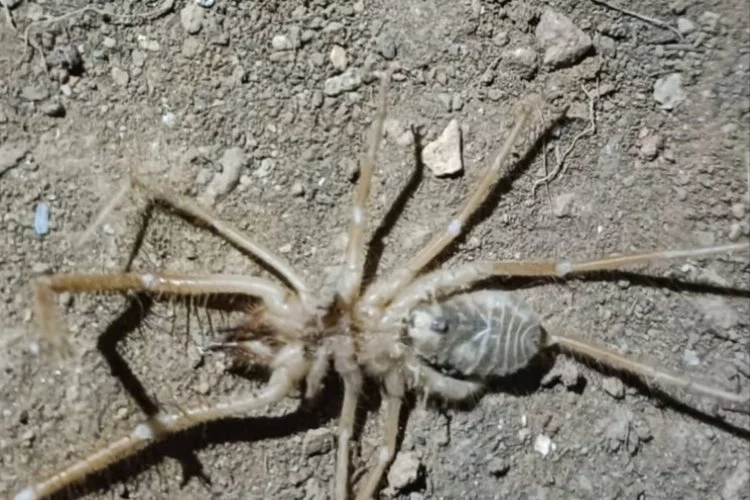 "Et yiyen örümcek" olarak biliniyor: Elazığ'da "sarı kız" paniği