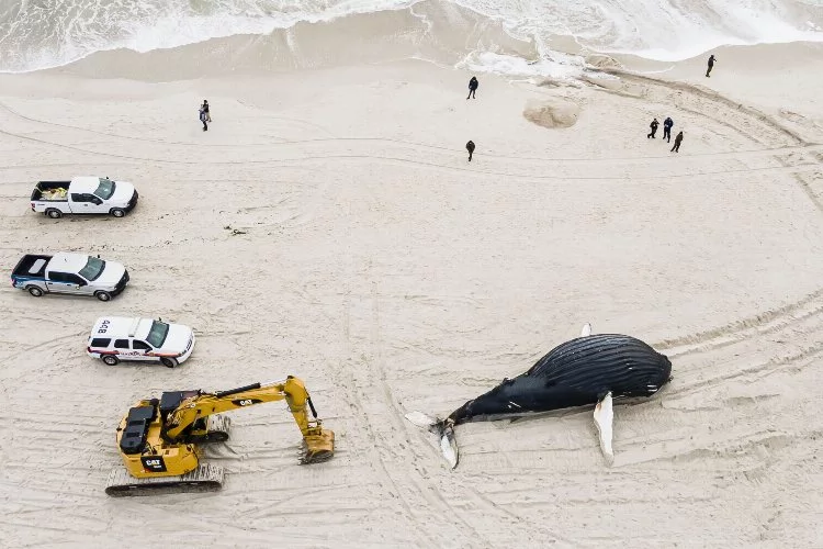 Gizemli balina ölümleri artıyor