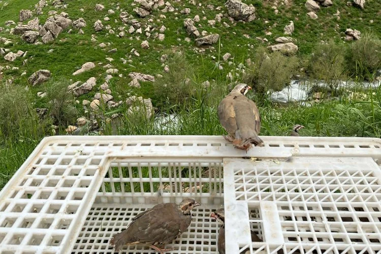 Hakkari'de kınalı keklikler doğaya salındı