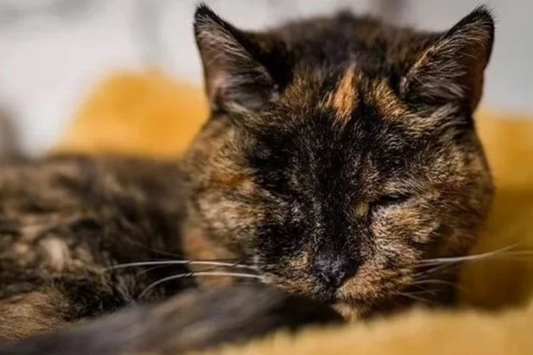 İngiltere'de yaşayan 26 yaşındaki kedi, dünyanın en yaşlı kedisi rekorunu kırdı