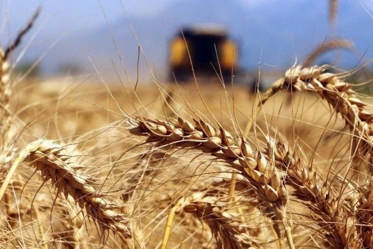 Tahıl anlaşmasından sonra Avrupa’da buğday fiyatı yüzde 13 düştü