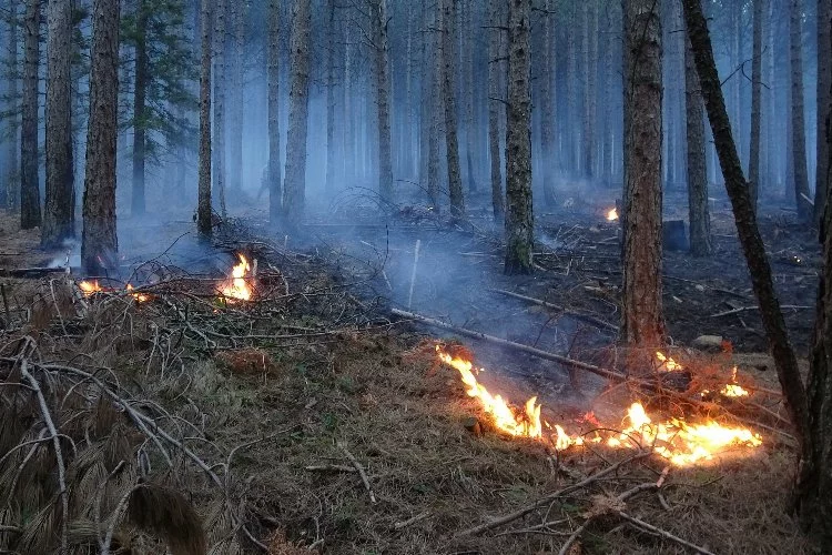 Kaz Dağları’ndaki örtü yangını kontrol altına alındı