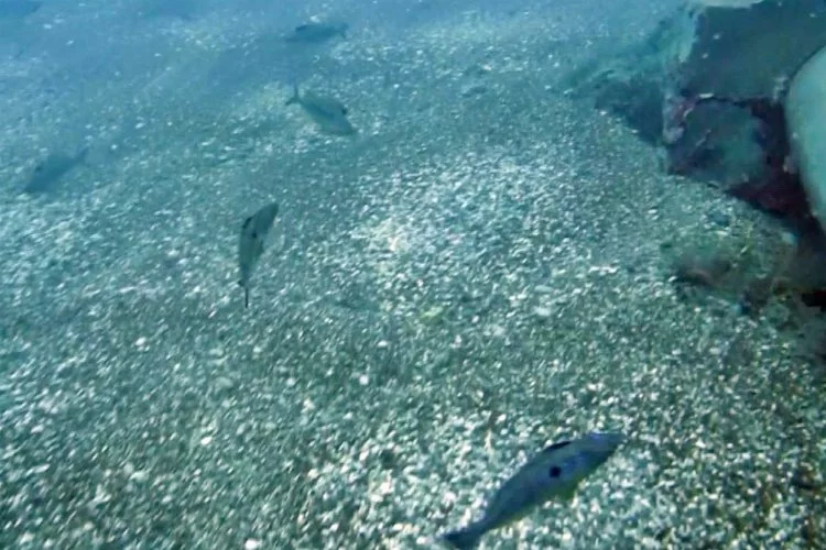 Kış aylarında bahar havası balıkları da etkiledi