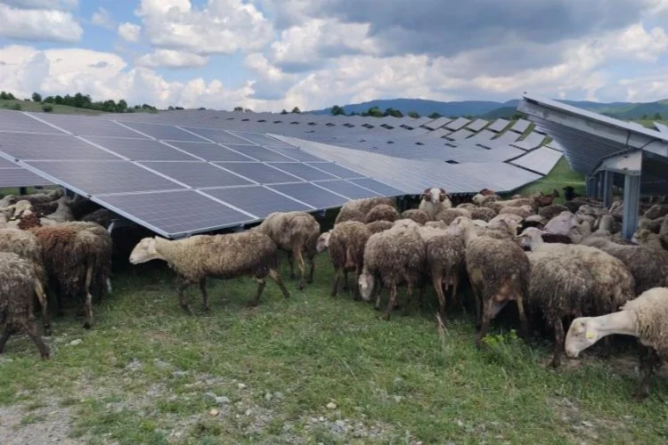 Kosova’da güneş enerjisi panellerinin temizleyicisi: Koyun ve keçiler