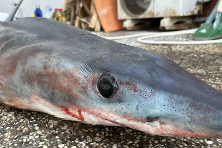 Nesli tükenme tehlikesi altındaki mako köpek balığı karaya canlı vurdu