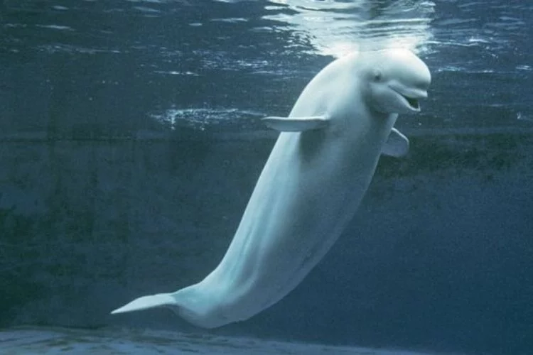 Norveç’ten Rusya’nın casus balinasına karşı uyarı