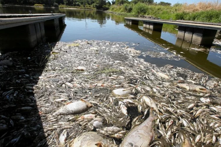Oder Nehri’ndeki balık ölümlerinin nedeni netlik kazanmadı