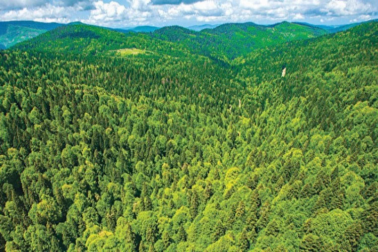 Orman Mühendisleri Odası’ndan 'uygun orman alanlarının yerleşime açılması' çağrısı