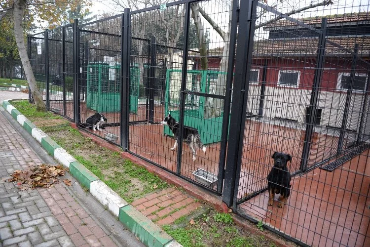 Osmangazi'de başıboş köpekler mercek altında