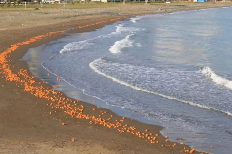 Portakallar sahile vurdu