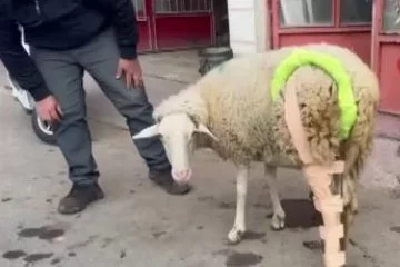 Bacağı kırılan koyuna sanayide aparat yaptılar