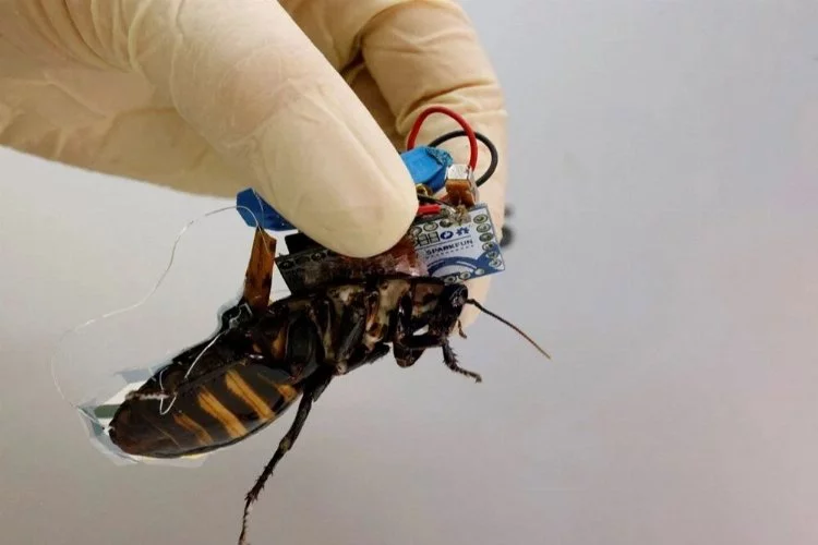 Robot böcekler hayat kurtaracak