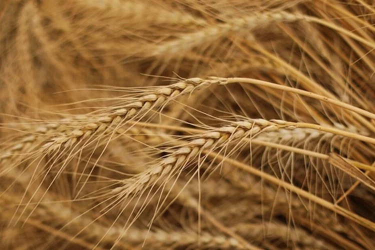 Rusya'dan tahıl anlaşması açıklaması