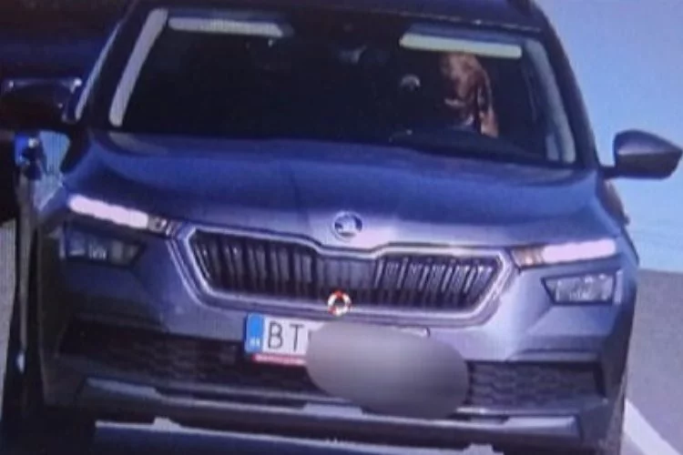 Slovakya’da ilginç görüntü: Seyir halindeki aracın direksiyonundaki köpek kameralara yakalandı