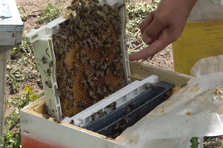 Tanesi 300 lira: Yılda 5 bin kraliçe arı üretiyor