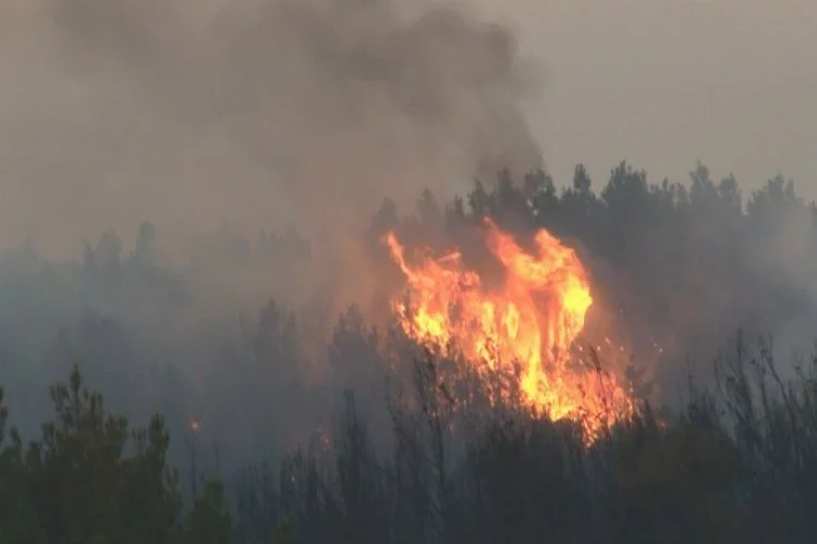 Tekirdağ’daki orman yangınıyla ilgili 2 kişi gözaltına alındı