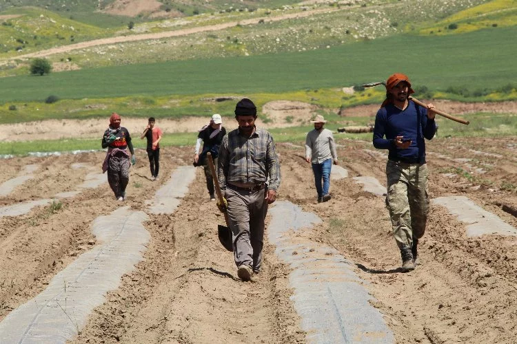 Terörün yerini huzura bıraktığı Şırnak'ta araziler tarımla canlanıyor