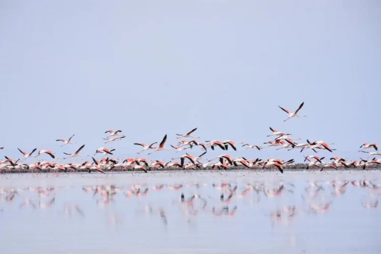 Tuz Gölü’nde flamingo ölümlerine önlem