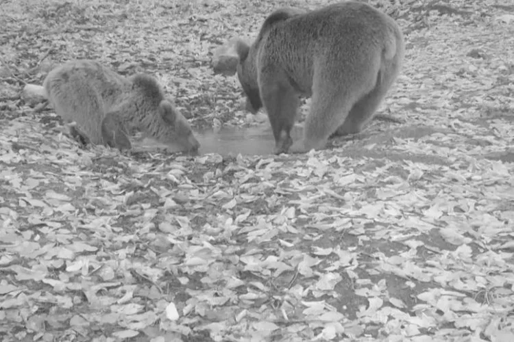 Uludağ'ın boz ayıları fotokapana yakalandı