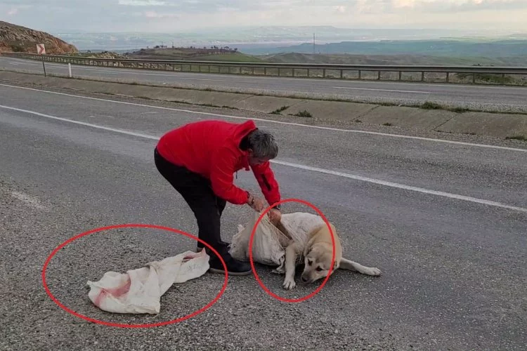 Vicdansızlığın böylesi: Torba içine koyulan köpek ölüme terk edildi
