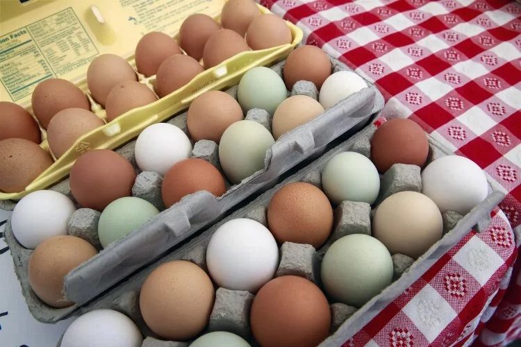 Yumurta fiyatlarında 'kuş gribi' etkisi