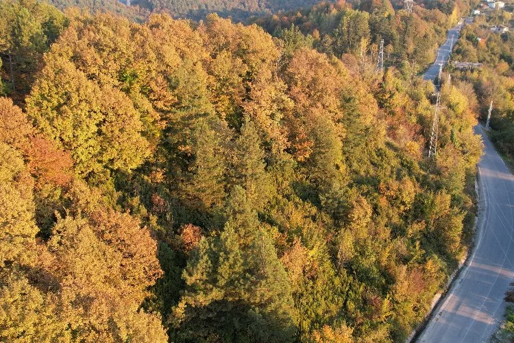Zonguldak’ta ormanlara giriş yasaklandı